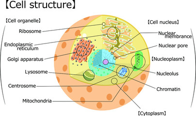 細胞　構造　イラスト