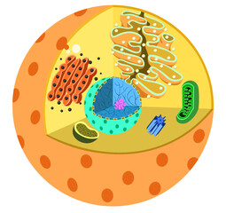 細胞　構造　イラスト
