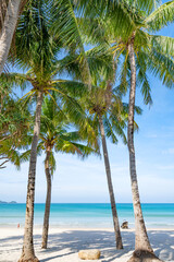 Fototapeta na wymiar Summer background of Coconut Palm trees on white sandy beach Landscape nature view Romantic ocean bay with blue water and clear blue sky over sea at Phuket island Thailand