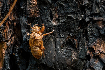 Cicada slough stick on tree trunk in summer.