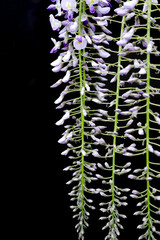 フジの花の蕾01