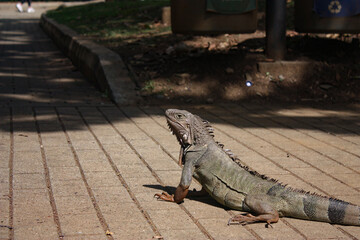 Iguana en las calles de Medellin