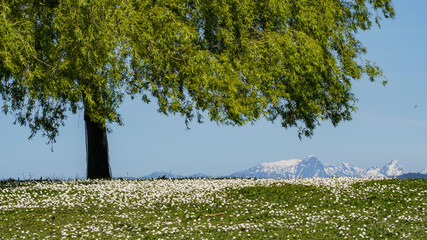 Swinging tree and grass slope with white flowers against blue sky and snow capped mountain 