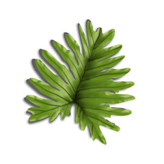 Tropical leaf isolated on white background similar to monstera. Leaf clipart.
