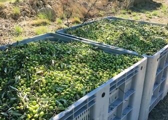 Olive tree harvesting. Ready to gather olives. bio Olive farming. Mediterranean, Italian food,...