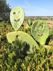 Smiling cactus outside decoration. Happy mood. beautiful gardening. Home outside decor. Life is beautiful. Welcome to summer. Welcome to Italy. copy space