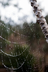 Tela de araña bajo la lluvia con gotas de rocío en el campo