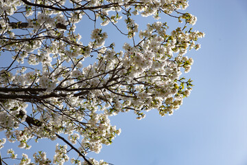 Low angle shot of cherry blossom sakura trees isolated against bright sky perspective with flower petals in spring in Kanagawa in Japan.
