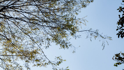 Low angle shot of cherry blossom sakura trees isolated against bright sky perspective with flower petals in spring in Kanagawa in Japan.