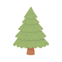 pine tree forest