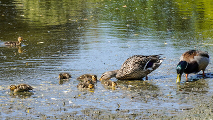 Young Mallard baby ducks eating with parents by the lake