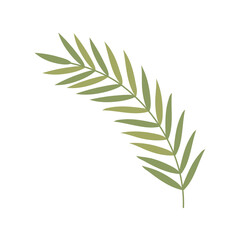 leaves nature frond