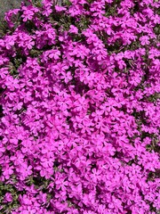 Moss with brilliant colors