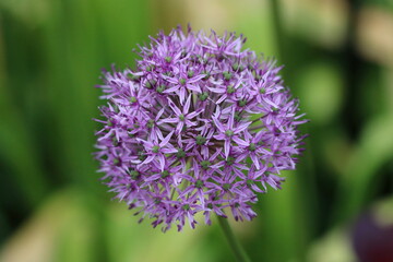 Beautiful Flowers at the Botanical Garden