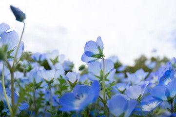 満開のネモフィラ