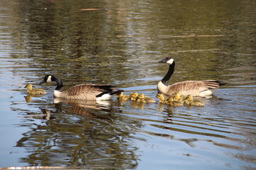 Taking The Family On The Water, U of A Botanic Gardens, Devon, Alberta