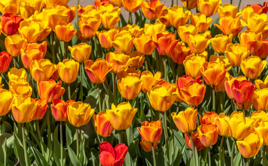 Close up shot of colorful Tulip flowers