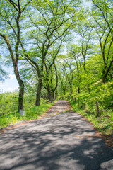 Obraz premium 田舎道