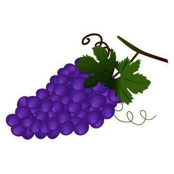 A Bunch Of Purple Grapes Isolated On White.