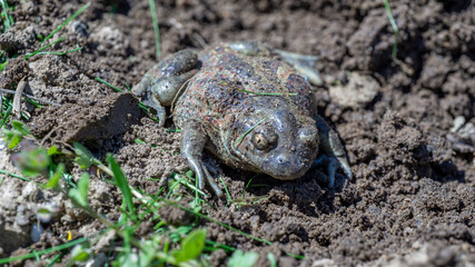 Common frog (Rana temporaria) - a species of amphibian from the frog family.