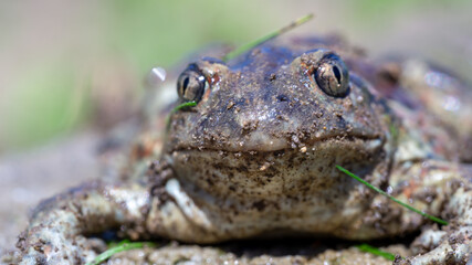 Common frog (Rana temporaria) - a species of amphibian from the frog family.