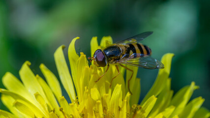 Hoverfly Marmolada (Episyrphus balteatus)