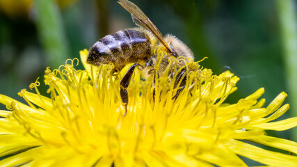 Hoverfly Marmolada (Episyrphus balteatus)