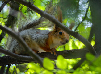 squirrel on a tree eating