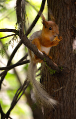 Naklejka na ściany i meble squirrel on a tree eating