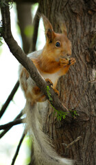 squirrel on a tree eating