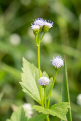 Yellow flowers, white grass flowers close-up macro with soft focus on a meadow in nature. Yellow flower, white grass flowers on blurred background nature.