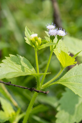 Yellow flowers, white grass flowers close-up macro with soft focus on a meadow in nature. Yellow flower, white grass flowers on blurred background nature.