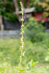 Yellow flowers  close-up macro with soft focus on a meadow in nature. Yellow flower on blurred background nature.