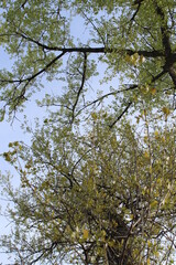 branches against blue sky