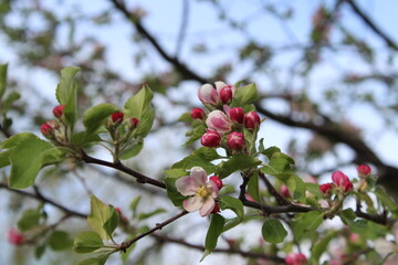 Obraz premium apple tree in bloom