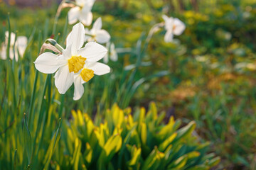 White daffodil flowers in the garden