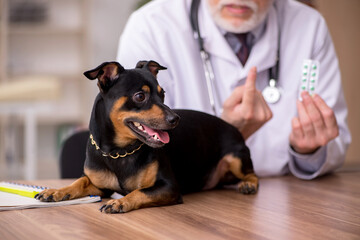 Old male vet doctor examining dog in the clinic
