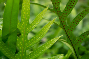 Green leaf with dots of young spore the Wart fern of Hawaii with raindrops © Arunee