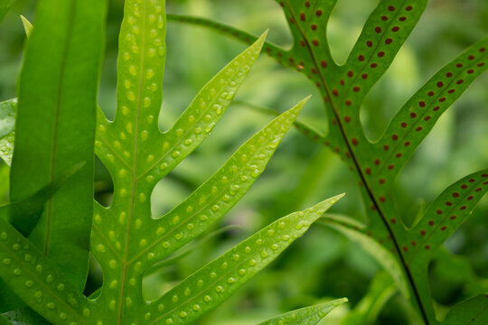 Green leaf with dots of young spore the Wart fern of Hawaii with raindrops