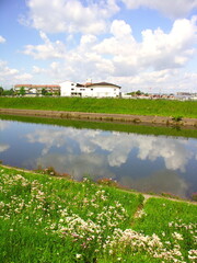 Obraz premium 晩春のハルジオン咲く放水路風景