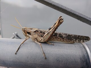 Locust on fence burst shoot