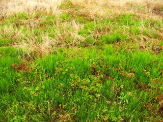 若草の生えだした晩春の野原風景
