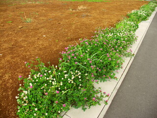 住宅開発地区の道沿いに咲くシロツメクサとアカツメクサ