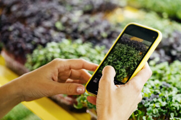 Microgreens growing background with raw sprouts in female hands. Fresh raw herbs from home garden...