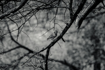 spotted owlet on the branch