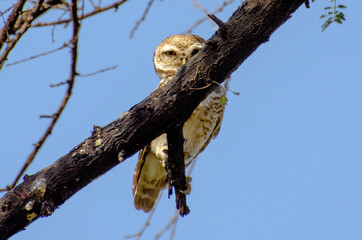 bird on a branch