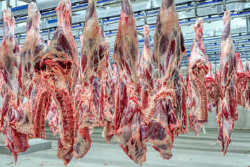 The beef carcasses are hanging in the large refrigerator.