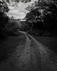 road in the woods