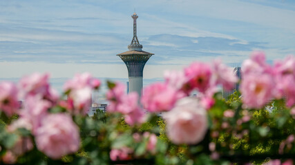 バラ園といのちの塔
