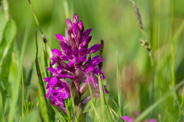 Western marsh orchid flower, Dactylorhiza majalis in grass. Czech republic